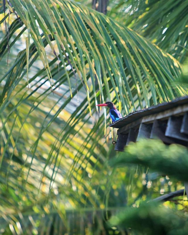 Rumah Semanggi Ubud  Exterior photo